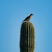 28th Apr 2024 - 4 28 Bird on Saguaro