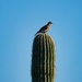 4 28 Bird on Saguaro