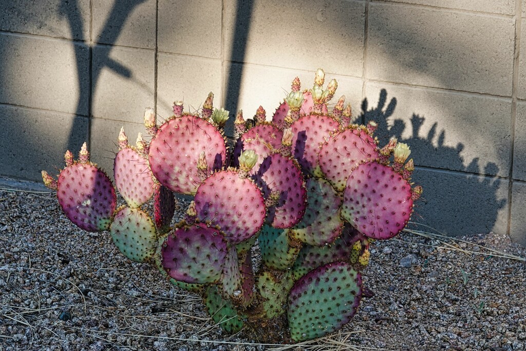 4 28 Prickly Pear and shadows by sandlily