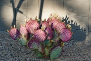28th Apr 2024 - 4 28 Prickly Pear and shadows