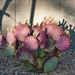 4 28 Prickly Pear and shadows by sandlily