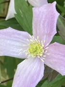29th Apr 2024 - Clematis Blossom