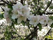 29th Apr 2024 - The last apple blossoms in the garden. 