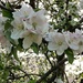 The last apple blossoms in the garden.  by cordulaamann