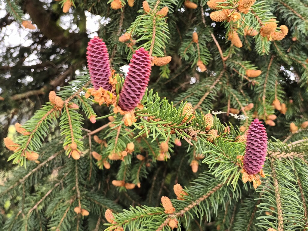 Small pine cones by cordulaamann