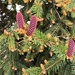 Small pine cones