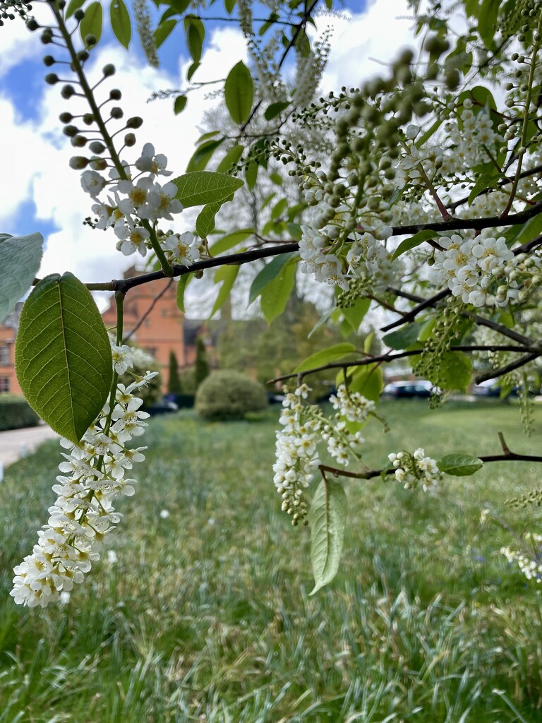 Tree pollen  by irenasevsek