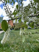 29th Apr 2024 - Tree pollen 
