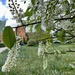 Tree pollen 