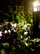 27th Apr 2024 - Rainy Night Lawn Garden