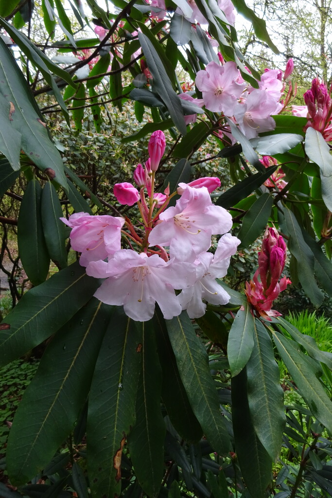 rhododendron by anniesue