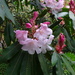 rhododendron by anniesue