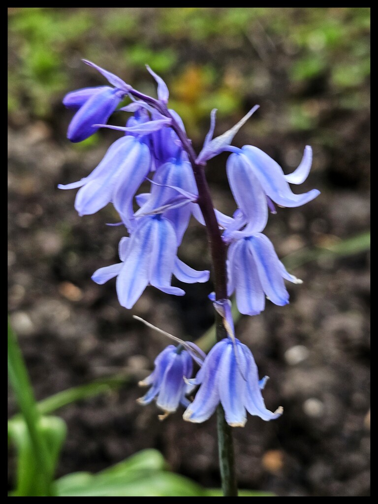Bluebell by kathryn54
