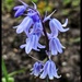 Bluebell by kathryn54