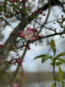 29th Apr 2024 - Cherry Blossoms