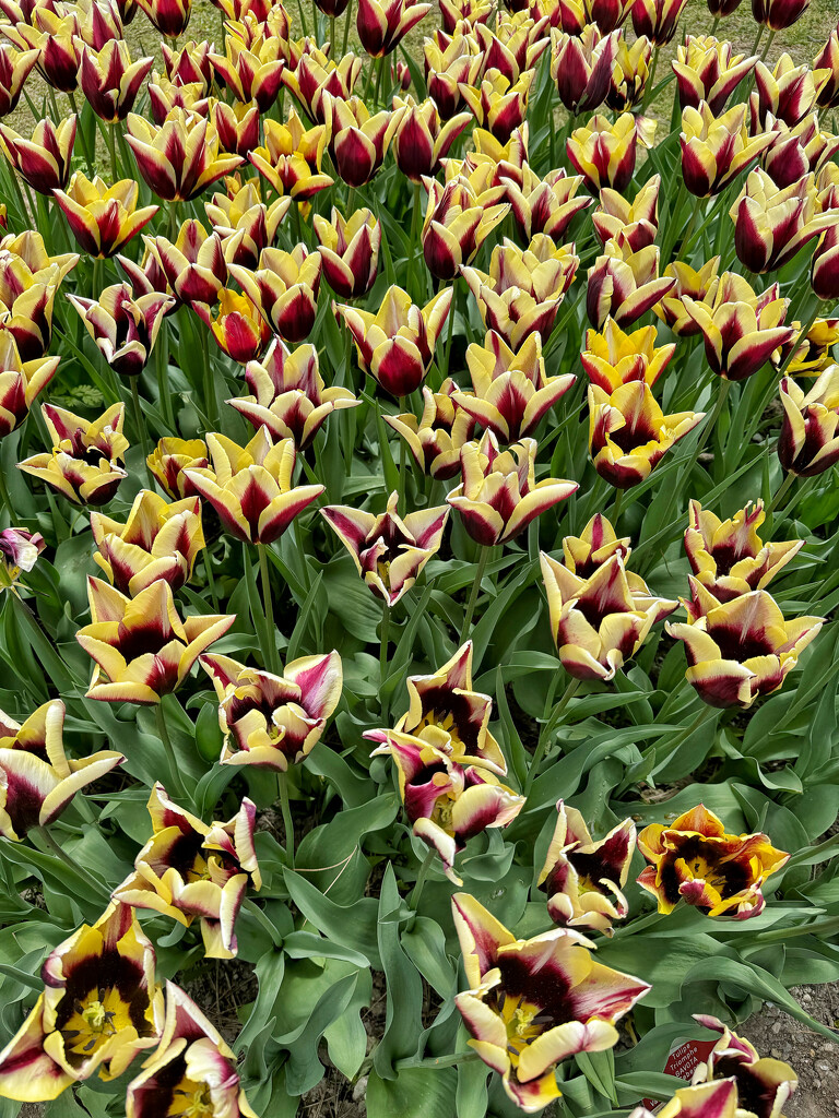 Yellow and red tulips.  by cocobella