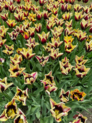 29th Apr 2024 - Yellow and red tulips. 