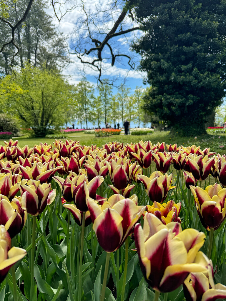 Tulip festival.  by cocobella