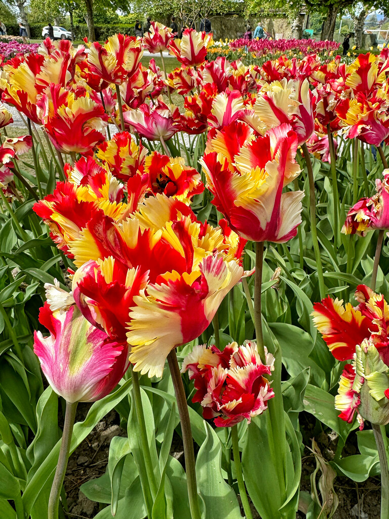 Red and yellow tulips.  by cocobella
