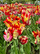 29th Apr 2024 - Red and yellow tulips. 