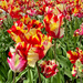 Red and yellow tulips. 
