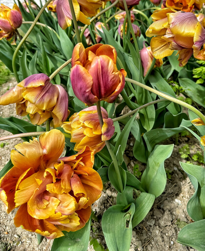 Explosion of tulips.  by cocobella