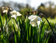 29th Apr 2024 - Wild Daffodil