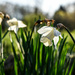 Wild Daffodil by darchibald