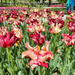 Orchid tulips.  by cocobella