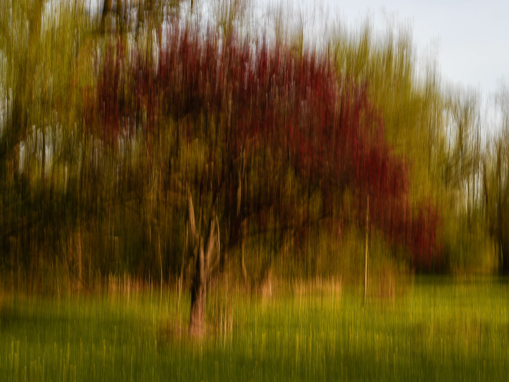 Red Tree by darchibald