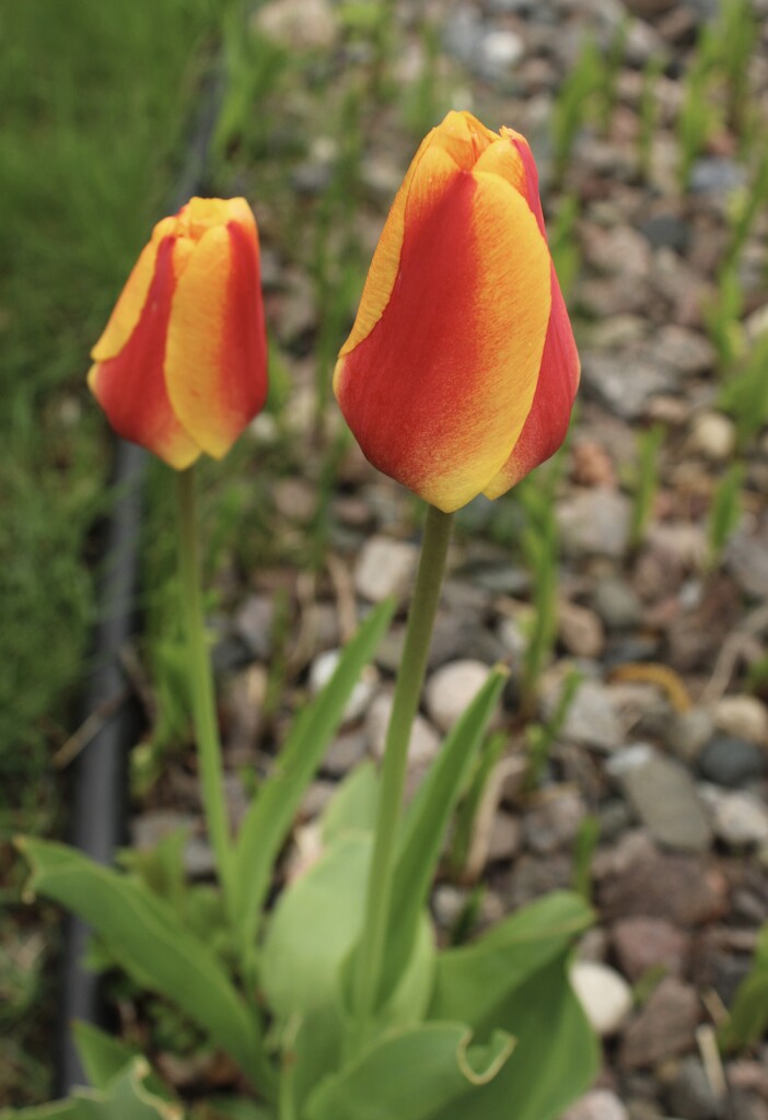 Gorgeous tulips by mltrotter