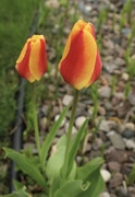 29th Apr 2024 - Gorgeous tulips