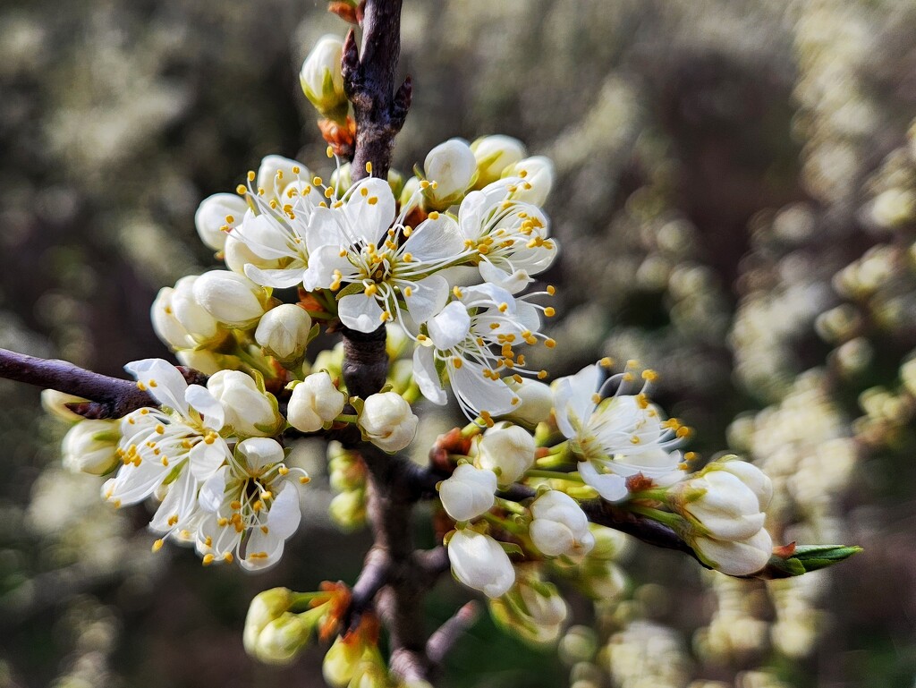 Wild Plum (Prunus americana) by ljmanning