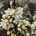 Wild Plum (Prunus americana)