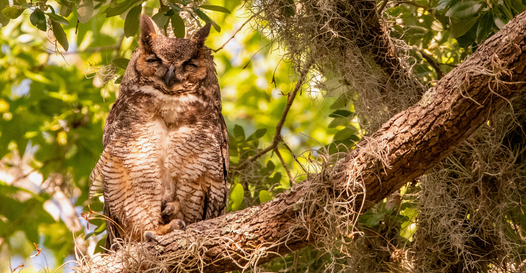 Great Horned Owl Mom! by rickster549