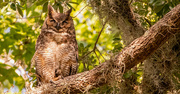 29th Apr 2024 - Great Horned Owl Mom!