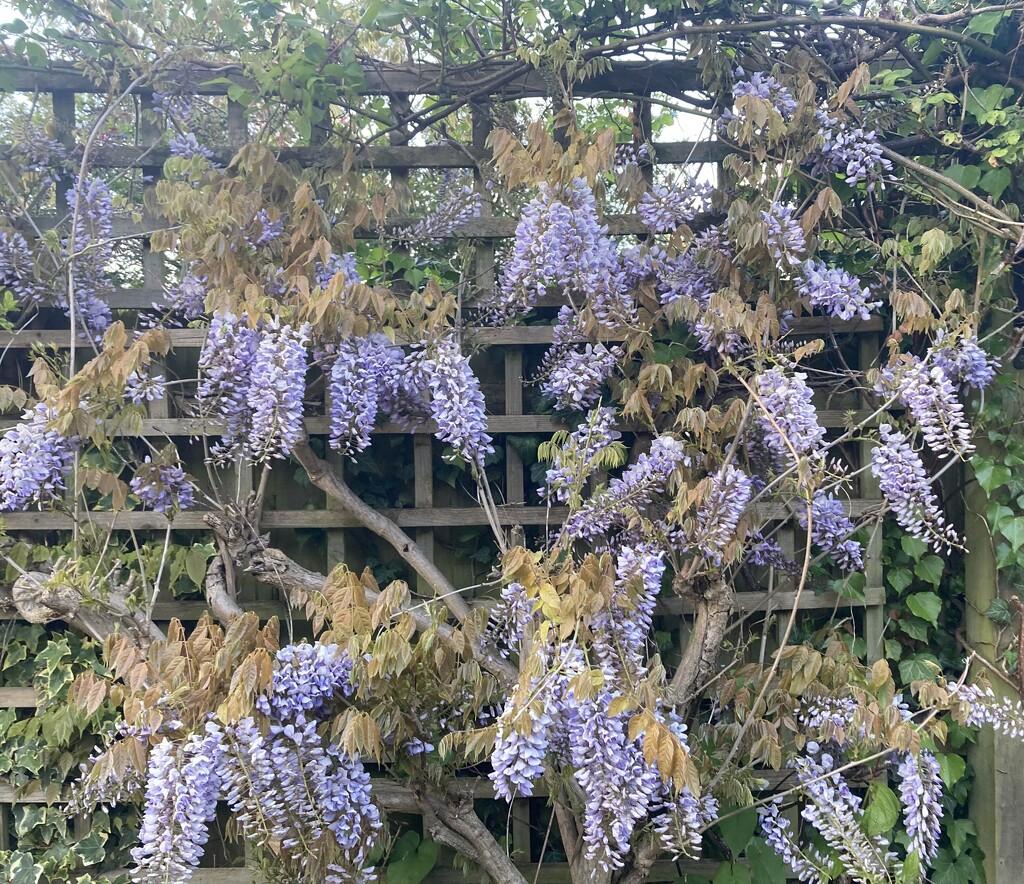 We Have Wisteria! by elainepenney