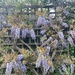 We Have Wisteria! by elainepenney