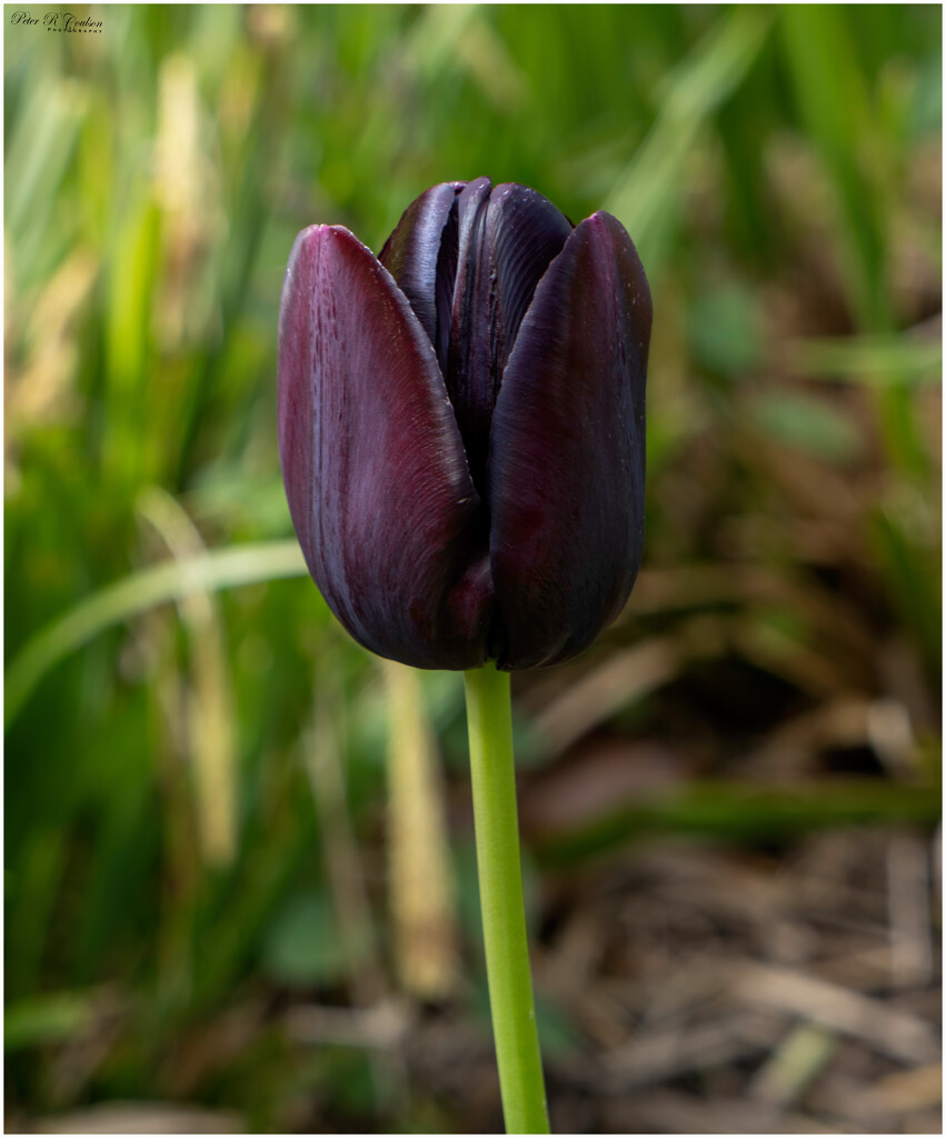 Tulip all alone by pcoulson
