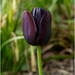 Tulip all alone by pcoulson