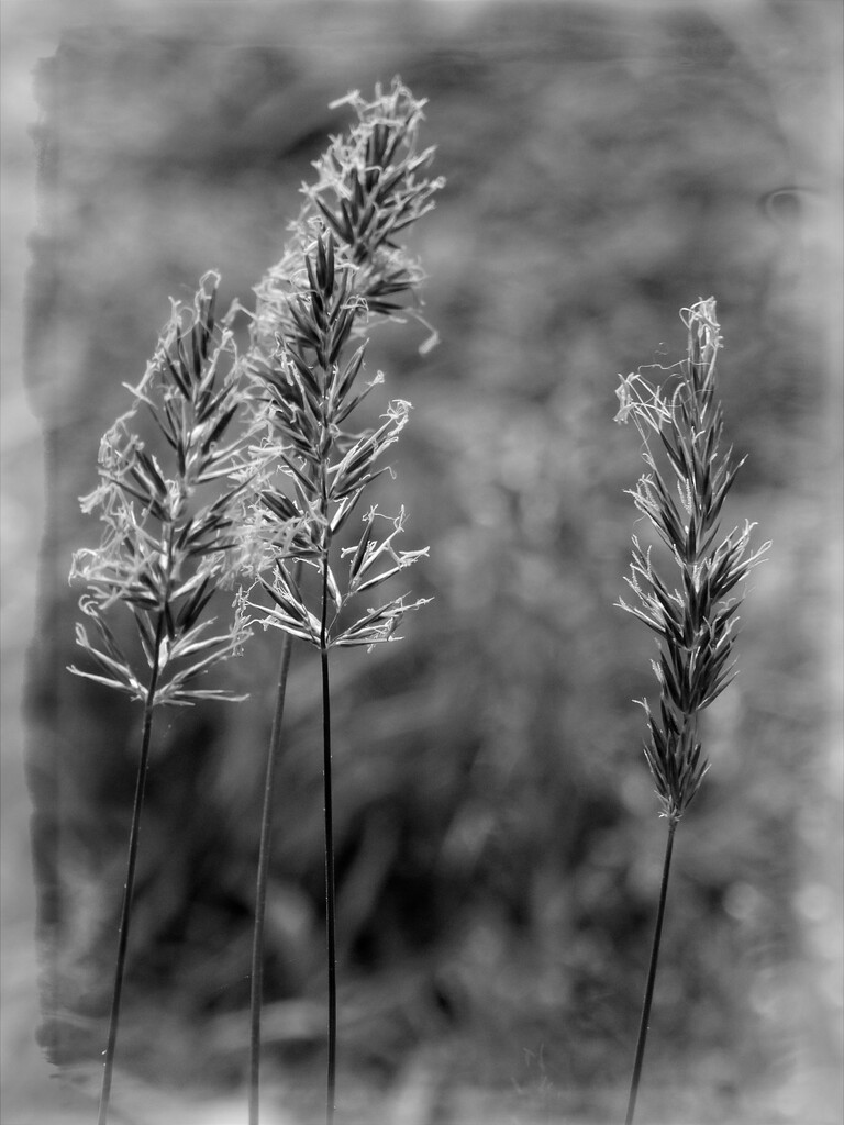 The wild grasses... by marlboromaam