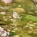 Goldcrest taking a bath….. by orchid99