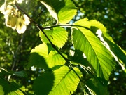 30th Apr 2024 - Sunlit leaves