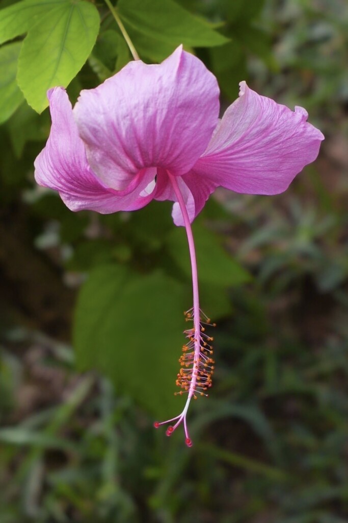 Pretty in Pink - Hibiscus by cocokinetic