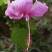 Pretty in Pink - Hibiscus