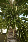 30th Apr 2024 - Palm Tree Seeds 