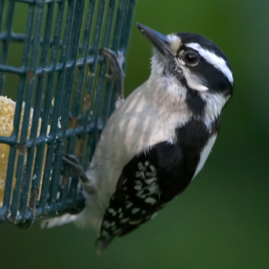 Hungry woodpecker by peachfront