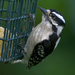 Hungry woodpecker