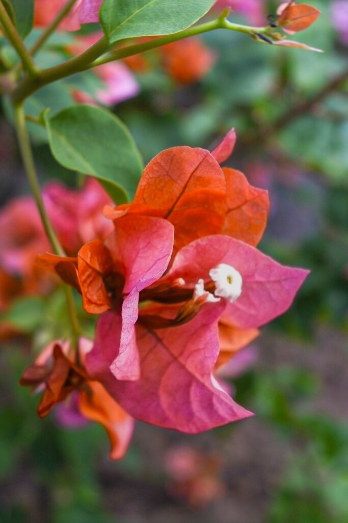 Pink Orange Bougainvillea by cocokinetic