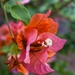 Pink Orange Bougainvillea